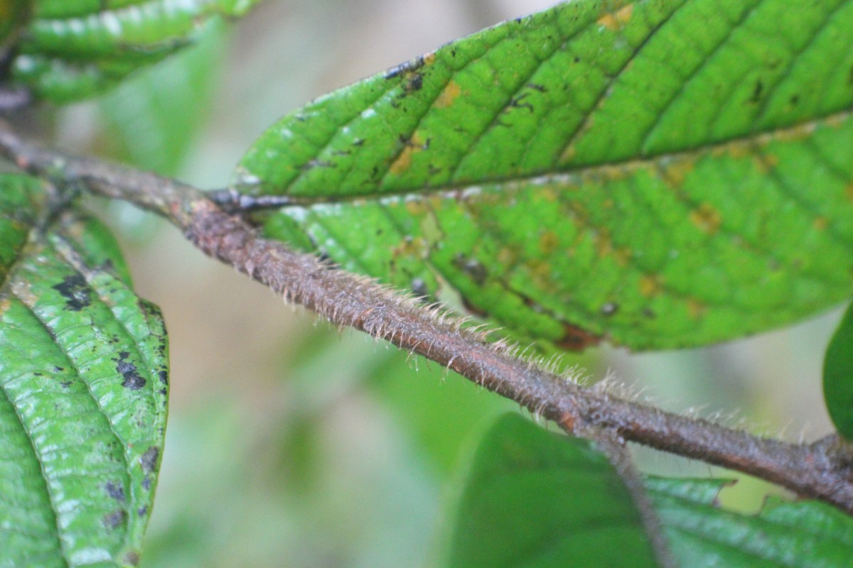 Diospyros srilankana I.M.Turner